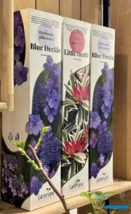 Nowa linia krzewów "japońskich"_ Gartenland Polska_Myplant-and-Garden2024_fot. A. Cecot