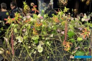 Florystyka i roślinno-modowe trendy stanowiły ważną i stojącą na wysokim poziomie część targów Myplant & Garden 2024 (fot. A. Cecot)