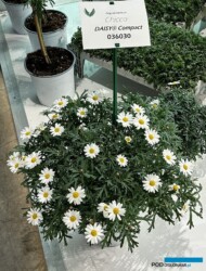Argyranthemum Chicco Daisy Compact - nowość hodowli firmy Padana_Myplant-and-Garden2024_fot. A. Cecot