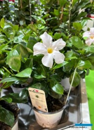 Mandevilla Brasileira Early Snow White - nowa odmiana_Lazzeri_Myplant-and-Garden2024_fot. A. Cecot