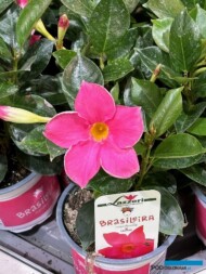 Mandevilla_Brasiliera Rose_Lazzeri_Myplant-and-Garden2024_fot. A. Cecot