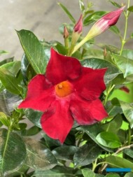 Mandevilla_Brasiliera (Early) BrilliantRed_Lazzeri_Myplant-and-Garden2024_fot. A-Cecot