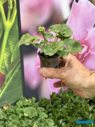 Ukorzeniona sadzonka pelargonii rabatowej z grupy (serii) Gran Gala™ (ECOPOT 104)_Lazzeri_Myplant-and-Garden2024_fot. A. Cecot