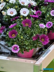 OsteospermumCompactMagicMagenta_Lazzeri_Myplant-and-Garden2024_fot. A. Cecot