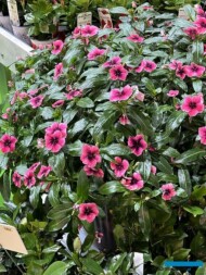 Catharanthus - odmiana z grupy (serii) Tropicana_Lazzeri_Myplant-and-Garden2024_fot. A. Cecot