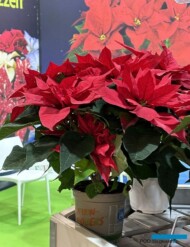 Euphorbia pulcherrima Carmen Red - nowość w ofercie przedsiębiorstwa Lazzeri_Myplant-and-Garden2024_fot. A. Cecot