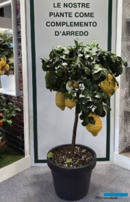 Citrus medica ´Maxima' (cytrus o największych owocach) - prezentacja firmy Giambo' Piante_Myplant-and-Garden2024_fot. A. Cecot