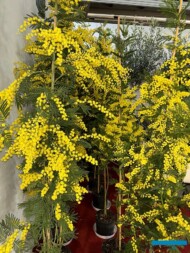 Acacia dealbata ("mimoza") zademonstrowana przez firmę Azienda Agricola F.LLI PAPINI_Myplant-and-Garden_fot. A. Cecot