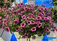 Petunia ×hybrida Sentunia Hot Pink _Sentier_Myplant-and-Garden2024_fot. A. Cecot
