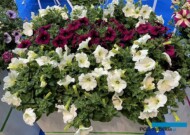 Sentunia White i Purple_Sentier_Myplant-and-Garden2024_fot. A. Cecot