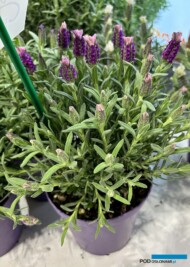 Lavandula stoechas Lavinia Compact Dark Pink_GruppoPadana_Myplant-and-Garden_fot. A. Cecot