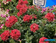 Verbena ×hybrida Eden Liga Atletico_Myplant-and-Garden2024_fot. A. Cecot