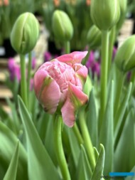 Tulipan 'Strawberry Cream' (prezentacja firmy VWS)_TulipTradeEvent-2024_fot.-A-Cecot