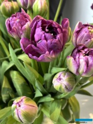 Tulipan_Saigon Double_WystawaTulipanow-w-Wilanowie 2024_fot.-A-Cecot