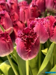 Tulipan_Purple Crystal_WystawaTulipanow-w-Wilanowie 2024_fot.-A-Cecot