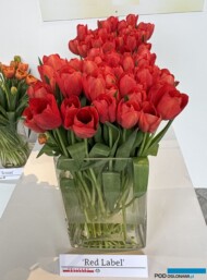 Tulipan_Red Label_WystawaTulipanow-w-Wilanowie 2024_fot.-A-Cecot