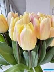 Tulipan_Merci_WystawaTulipanow-w-Wilanowie 2024_fot.-A-Cecot