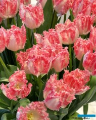 Tulipan_Neglige_WystawaTulipanow-w-Wilanowie 2024_fot.-A-Cecot