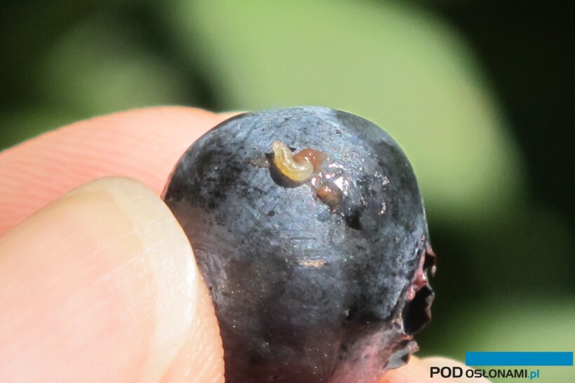 Larwa Drosophila suzukii