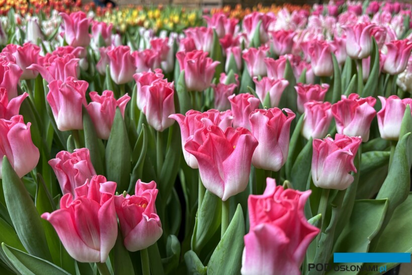 Tulip Trade Event 2024 był okazją do zapoznania się z setkami odmian tulipanów (tu: 'Crown of Dynasty'), fot. A. Cecot