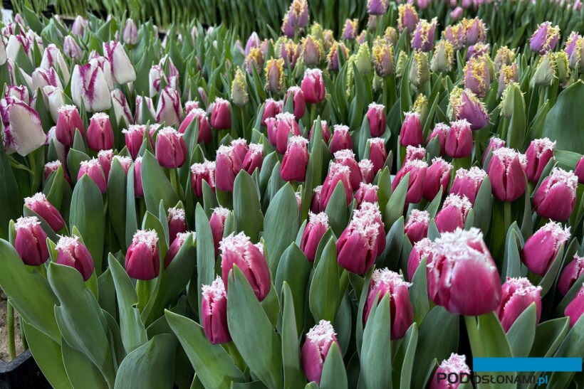 Tulip Trade Event 2024 - migawka z pokazu odmian tulipanów (fot. A. Cecot)