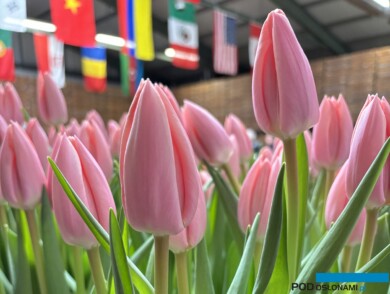 Tulipan 'Thijs Boots'_Tulip Trade Event 2024 - firma Boots Flowerbulbs (fot. A. Cecot)