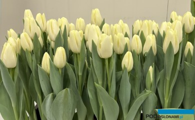 Tulipan 'Limoncello'_Tulip Trade Event 2024 - firma Nord Lommerse (fot. A. Cecot)