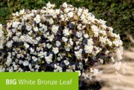 Begonia BIG White Bronnze Leaf z firmy Benary_fot. FlowerTrials