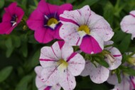 Calibrachoa Caliloco Graffiti - propozycja firmy Westhoff_fot. FlowerTrials