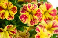 Calibrachoa LIA™ Abstract Lemon Cherry hodowli firmy Danziger_fot. FlowerTrials