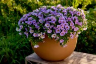 Calibrachoa Calipetite® Blue Splash z przedsiębiorstwa Sakata_fot. FlowerTrials