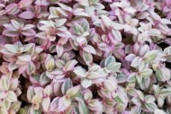 Callisia Pink Petit z oferty firmy Jaldety_fot. FlowerTrials