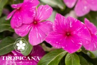 Catharanthus - odmiana z grupy (serii) Tropicana, hodowli firmy Lazzeri_fot. FlowerTrials