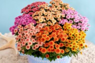 Chryzantemy doniczkowe - odmiany z grupy (serii) Jellyfish®hodowli firmy Royal Van Zanten_fot. FlowerTrials