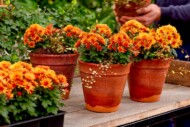 Chryzantemy - odmiana z drobnokwiatowej grupy (serii) PaX hodowli firmy Royal Van Zanten_fot. FlowerTrials