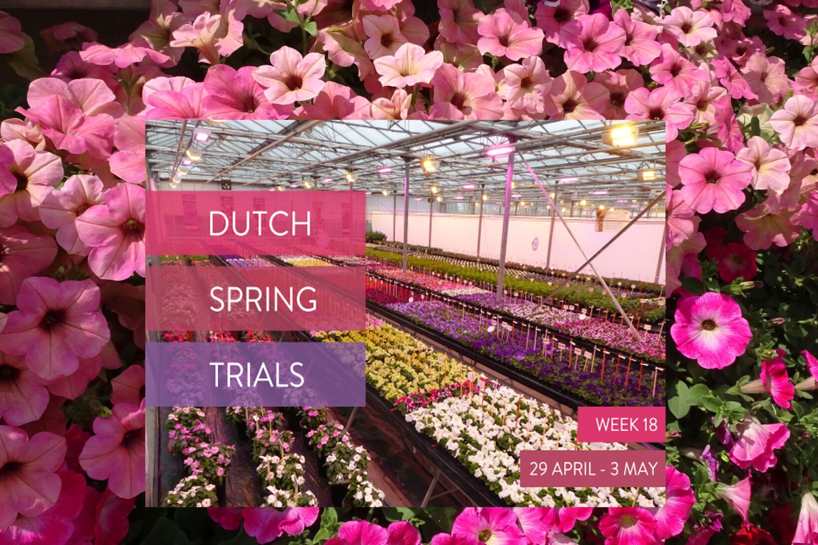fot. Dutch Spring Trials