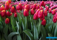 Tulipan 'Flying Dragon'_Tulip Trade Event 2024 - firma Boots Flowerbulbs (fot. A. Cecot)