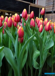 Tulipan 'Tarzan'_Tulip Trade Event 2024 - firma Boots Flowerbulbs (fot. A. Cecot)