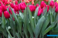 Tulipan 'Red Angel'_Tulip Trade Event 2024 - firma Boots Flowerbulbs (fot. A. Cecot)