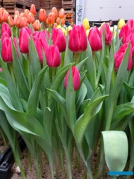 Tulipan 'First Date'_Tulip Trade Event 2024 - firma Boots Flowerbulbs (fot. A. Cecot)