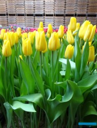 Tulipan 'Golden Power'_Tulip Trade Event 2024 - firma Boots Flowerbulbs (fot. A. Cecot)