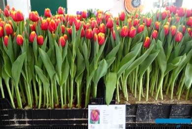 Tulipan 'Replay'_rośliny pędzone hydroponicznie - z prawej oraz w tradycyjnym podłożu (l)_Tulip Trade Event 2024 - firma Jan de Wit (fot. A. Cecot)