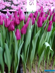 Tulipan 'Embrace'_Tulip Trade Event 2024 - firma Jan de Wit (fot. A. Cecot)