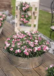 Dianthus Pink&Proud (DÜMMEN ORANGE)_fot. FlowerTrials