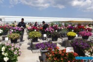 Rośliny balkonowo-rabatowe to główna atrakcja czerwcowych FlowerTrials (fot. A. Cecot)