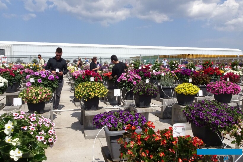 Rośliny balkonowo-rabatowe to główna atrakcja czerwcowych FlowerTrials (fot. A. Cecot)