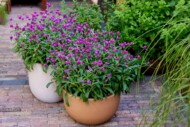 Gomphrena Ping Pong Purple (Sakata)_fot. FlowerTrials