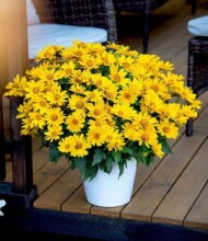 Heliopsis Oriole™ Yellow (Vitroflora)_fot. FlowerTrials
