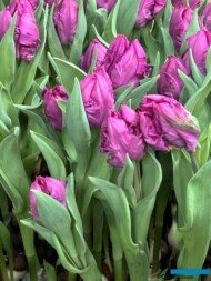 'Parrot Prince' - odmiana z grupy Tulipanów papuzich_Tulip Trade Event 2024 - firma VWS (fot. A. Cecot)