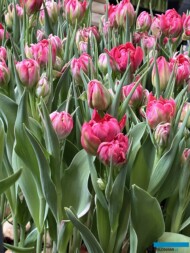 Tulipan 'Flash Point'_Tulip Trade Event 2024 - firma VWS (fot. A. Cecot)